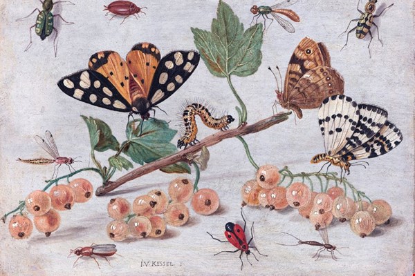 Zomer voor de deur? Insecten buiten houden! Zomer voor de deur? Insecten buiten houden!